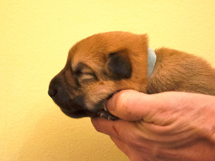 chinook puppy